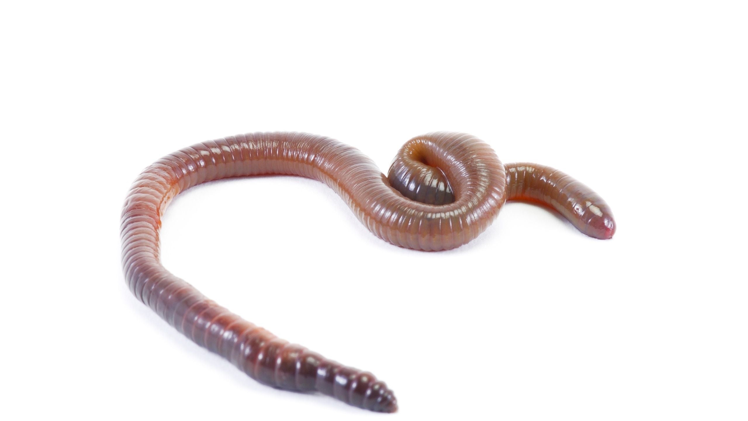 European Nightcrawlers for Sale | Buy in Standard & Bulk for Gardening & Composting