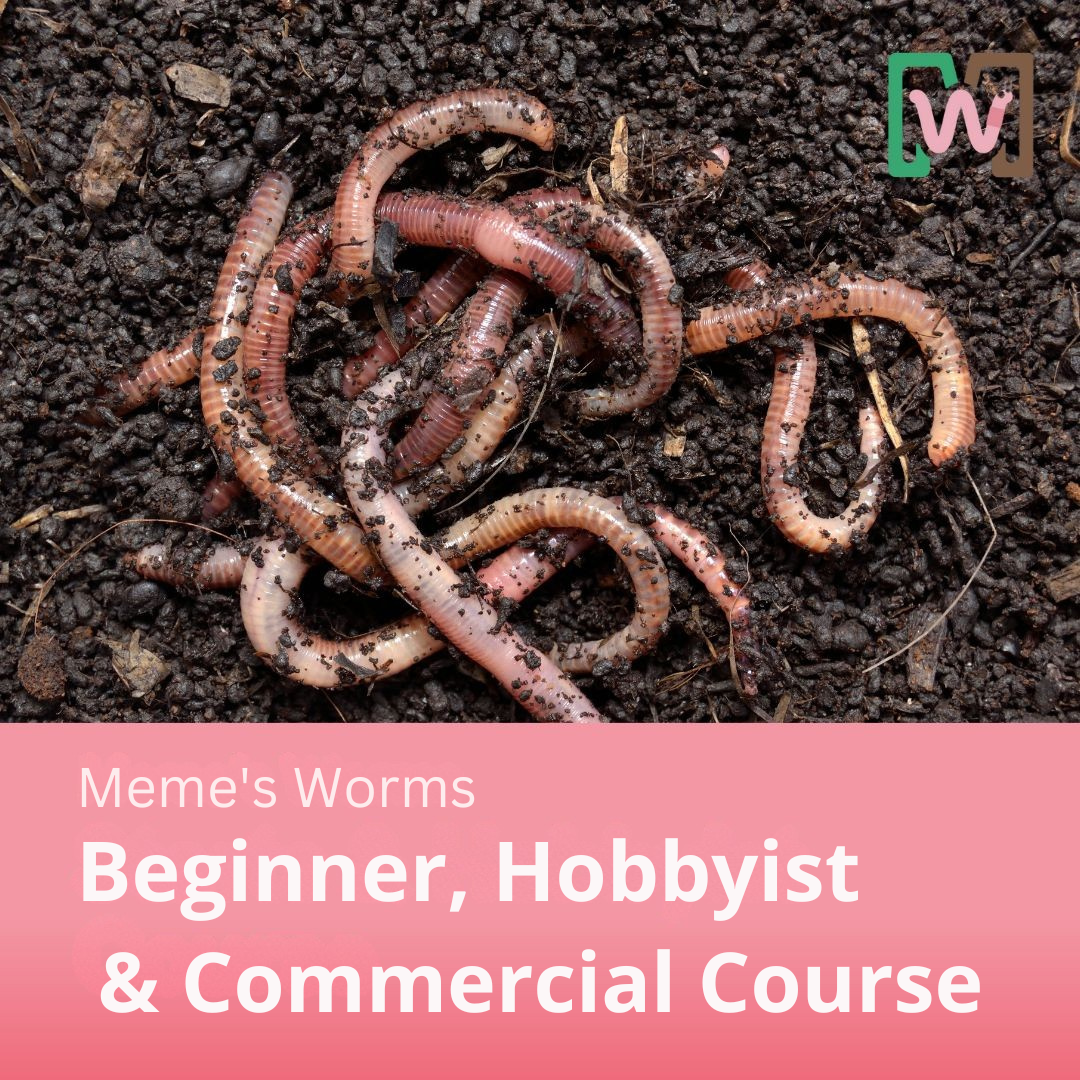 Meme’s Worms Beginner, Hobbyist & Commercial Course Bundle