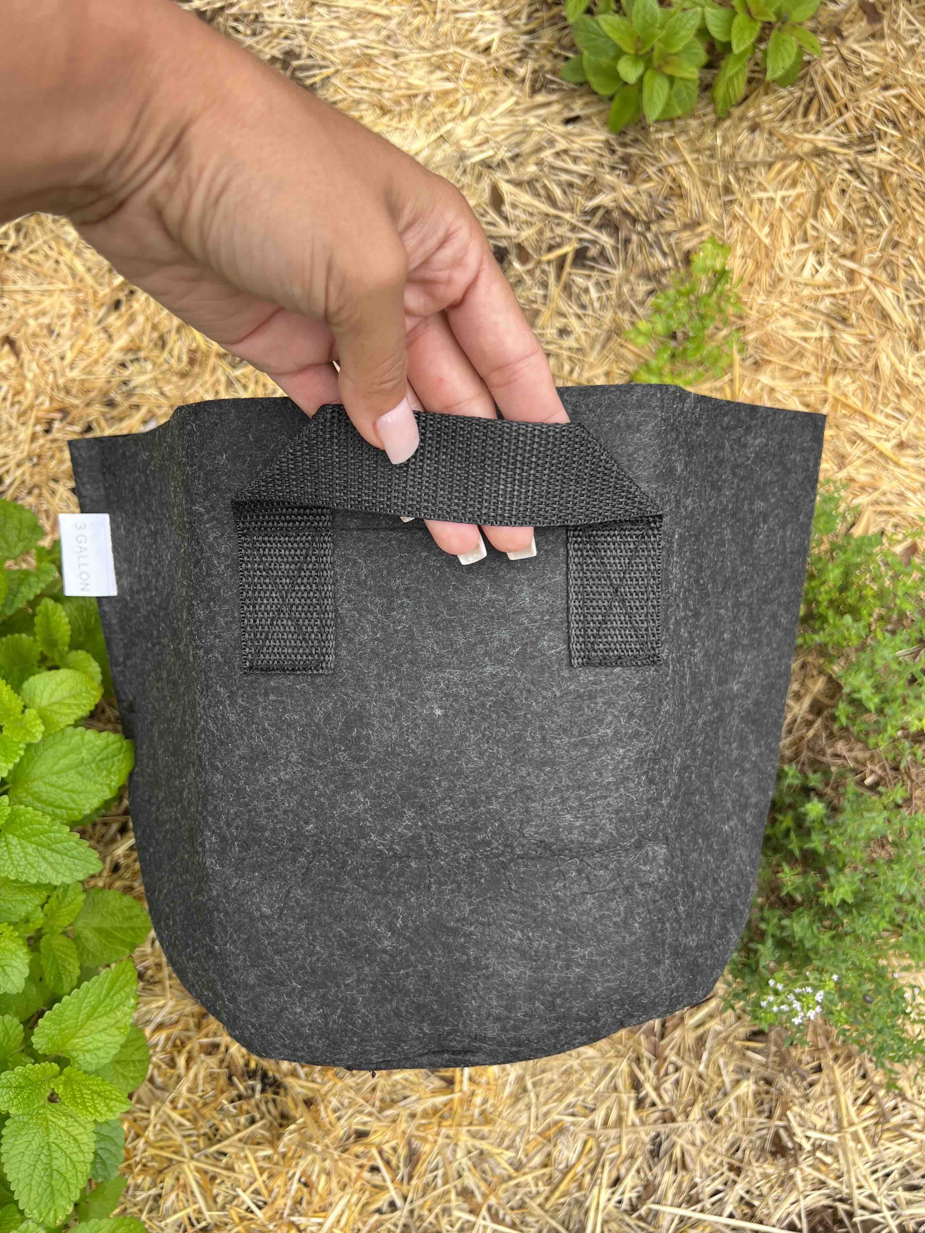 Bag Meme's Worms