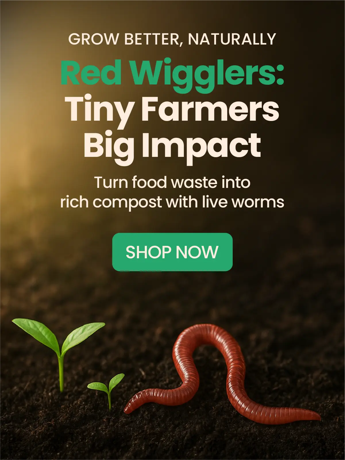 Red Wigglers Composting worms