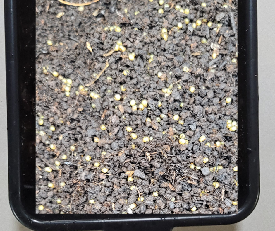 4000 worm cocoons in a bus tub