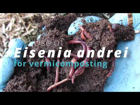 Vermicompost using Eisenia andrei (red wiggler)