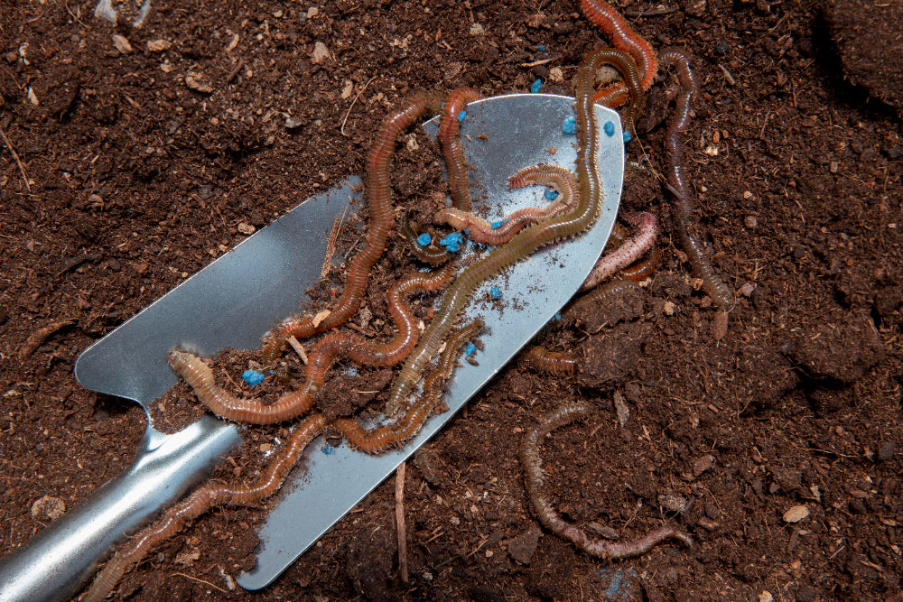 Creative-Ways-to-Use-Worm-Castings-for-a-Thriving-Garden-Boost-Your-Plants-Naturally Meme's Worms