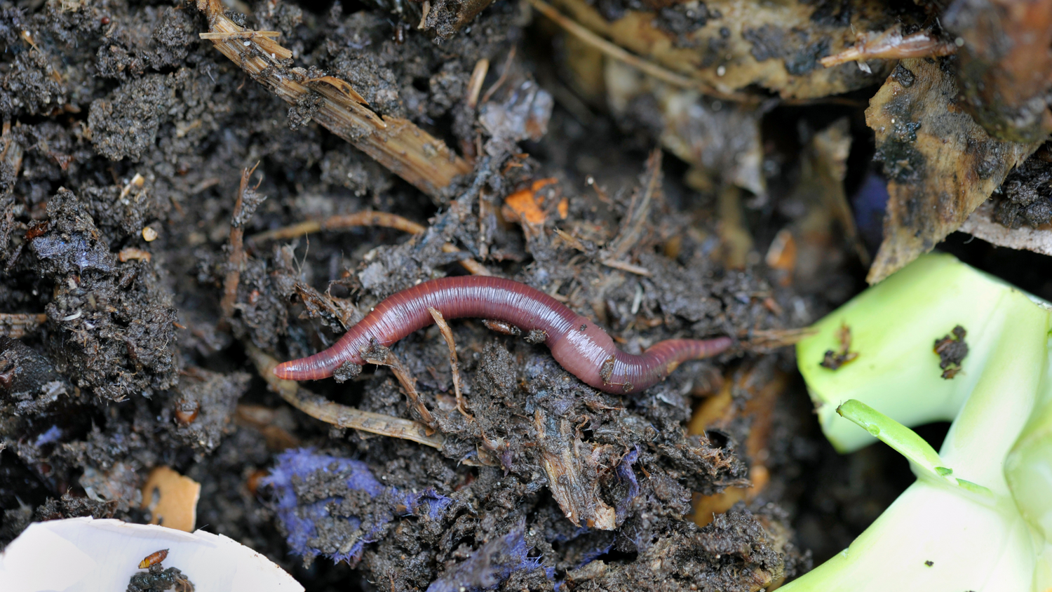 How to Keep Flies Away From Your Compost Meme's Worms