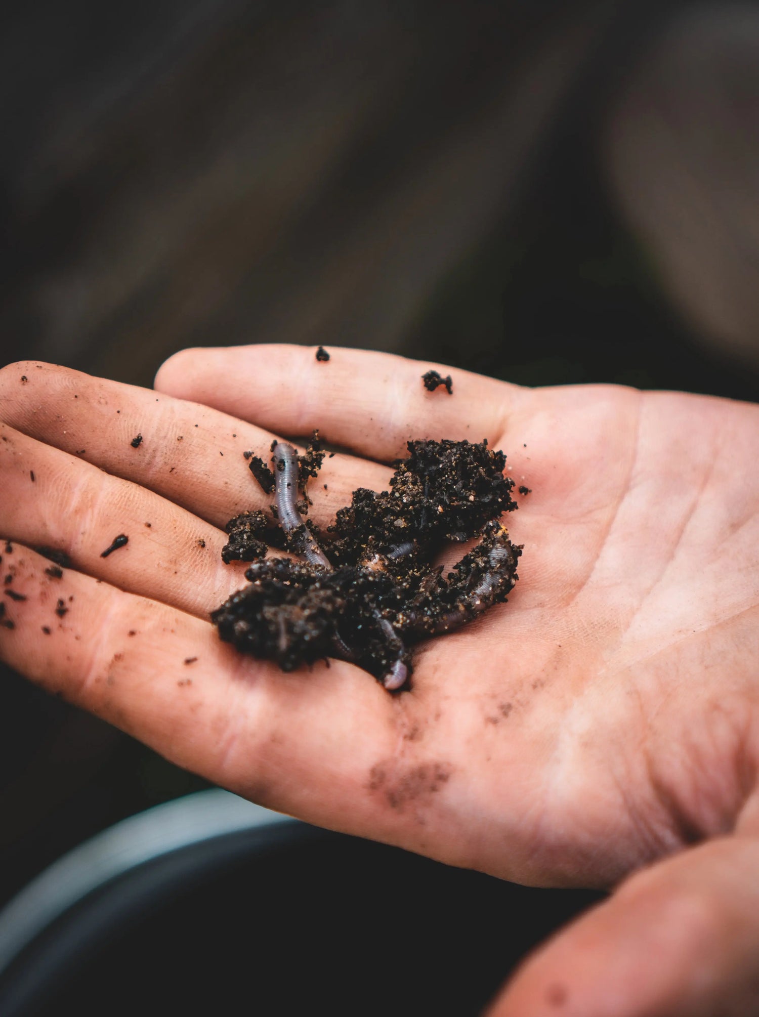 Beginners Guide to Vermicomposting - Get Composting in 4 Easy Steps Meme's Worms