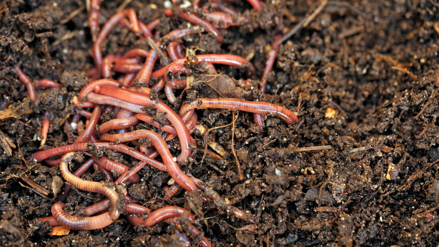 The 3 Main Types of Worms Meme's Worms