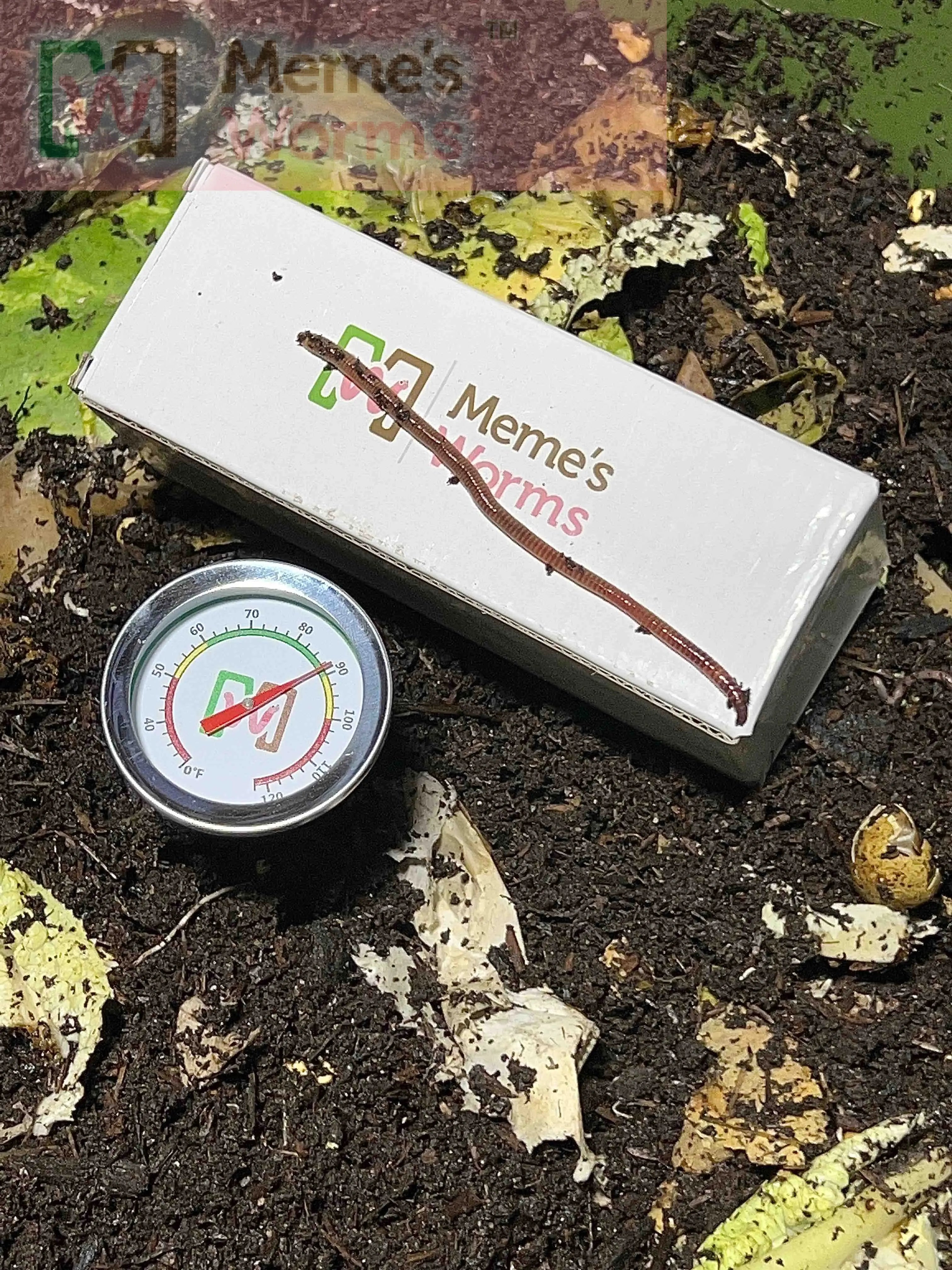 Worms